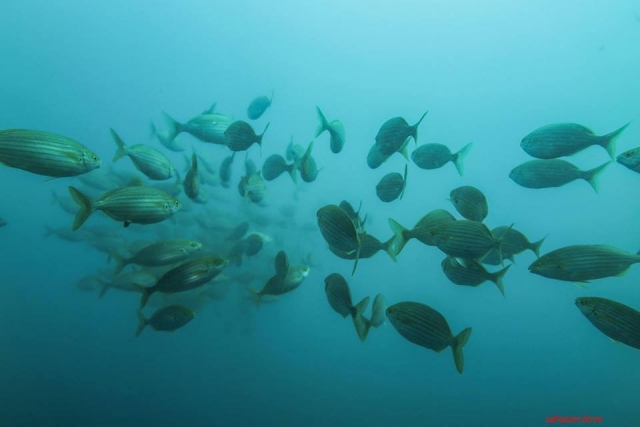  A school of fish 